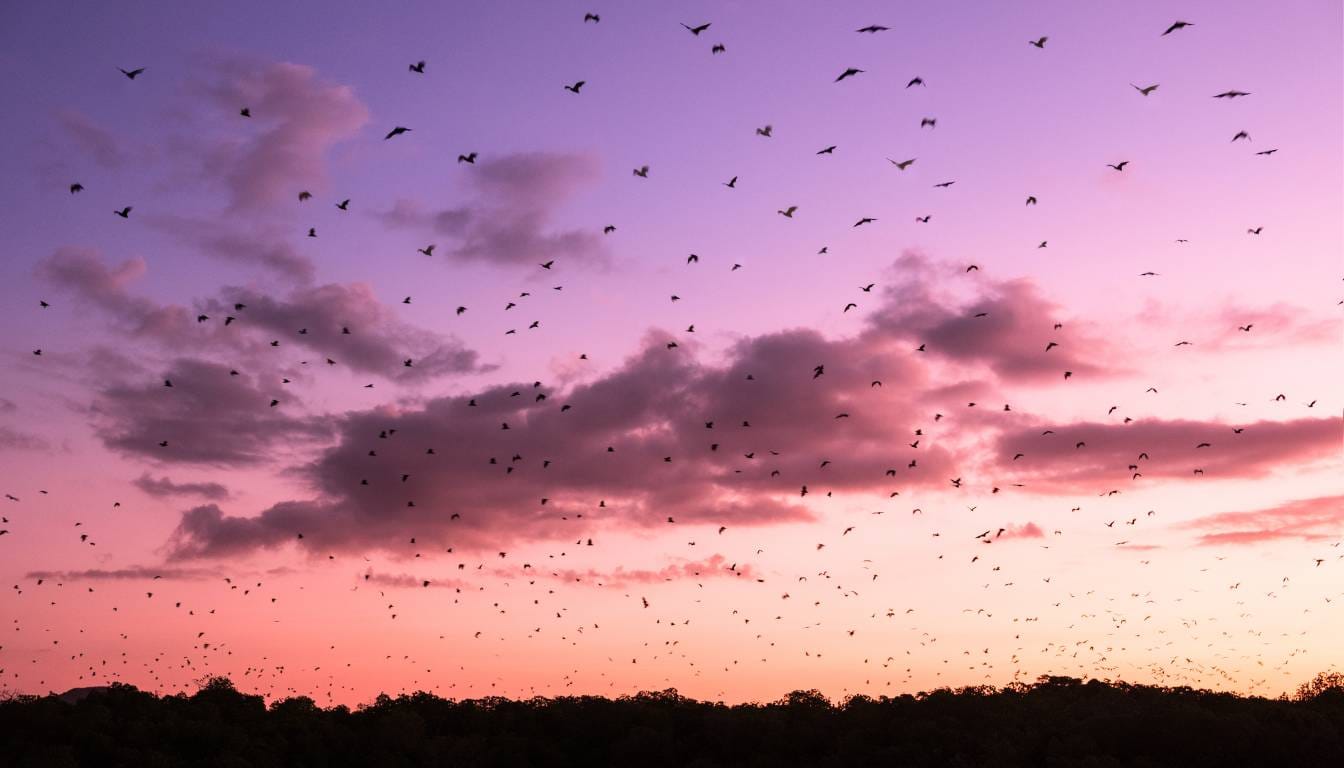 Sunset kalong Island